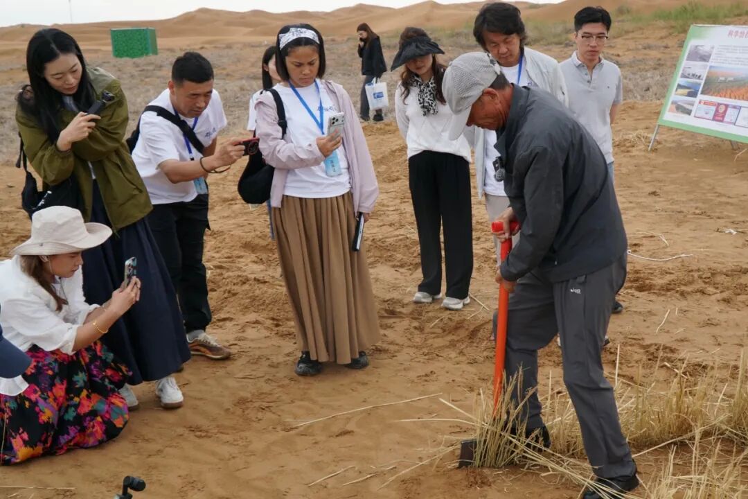 枸杞被硫磺熏过？草方格治沙没用？实地探访宁夏中卫