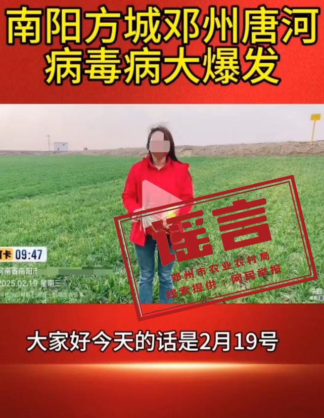 网传“南阳方城、邓州、唐河，小麦病毒大爆发”为谣言