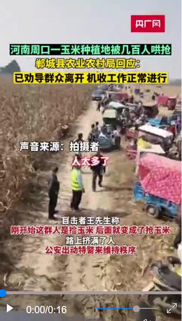 河南周口一玉米地遭村民集体哄抢?官方回应! 河南周口一玉米地遭村民集体哄抢?官方回应!