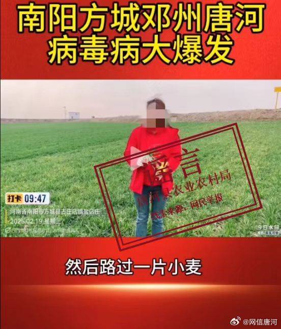 网传“南阳方城、邓州、唐河，小麦病毒大爆发”为谣言